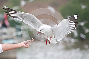 The white gulls are hovering. At the hands of tourists Bangpu Th