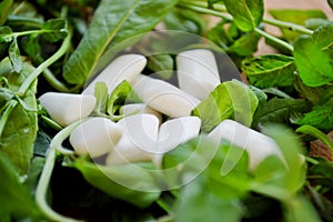 White gum pads lie on a pile of fresh bunch of mint