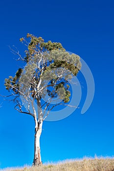 White gum tree