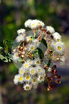 White gumtree (Angophora) flowers