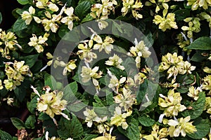 White Gypsophila flower HD background.