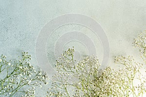 White Gypsophila muralis flowers on concrete background