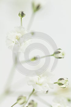 White gypsophilia flower close up