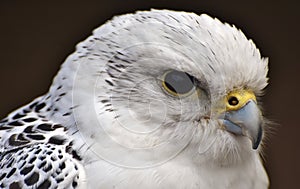 A white Gyrfalcon Falco rusticolus