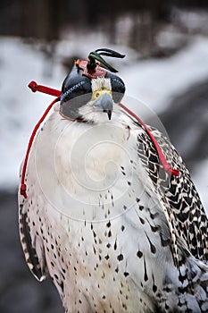 White gyrfalcon with its black leather hood in winter