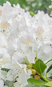 White Haaga Rhododendron flower