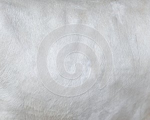 White hair cow skin - real genuine natural fur, free space for text. Cowhide close up. Texture of a white cow coat. White fur