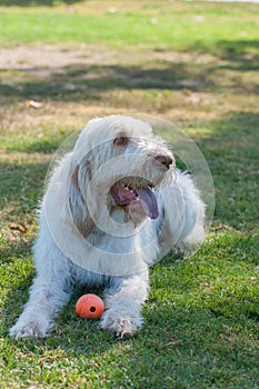 White haired dog panting in the shade