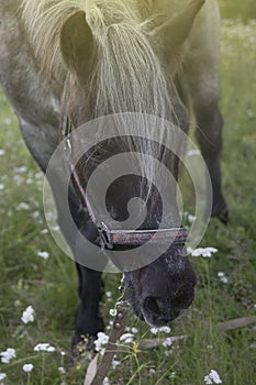 White-haired horse grazing in the meadow with flowers.