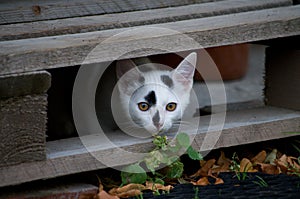 White-haired kitten `Dixi`