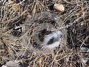 White-haired tuft of squirrel or badger hair in the forest