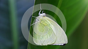 white hairy butterfly hanging on a leaf, macro photo. This gracious and fragile insect is a lepidoptera.