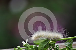 White, hairy moth caterpillar on basil.