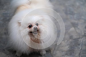 White hairy Pomeranian pet dog