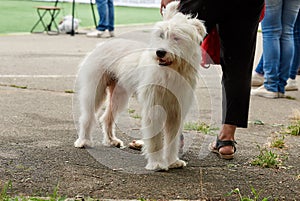 white half-breed Ardennes Bouvier photo