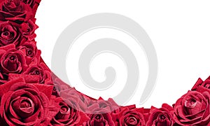 White half oval on red roses flower frame background, nature, valentine, banner, template, copy space