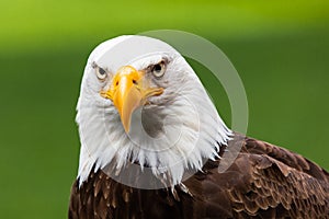 White Haliaeetus leucocephalus eagle head