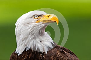 White Haliaeetus leucocephalus eagle head