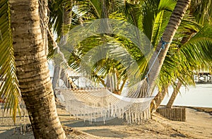 Tropical Beach Hammock