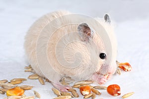 White hamster