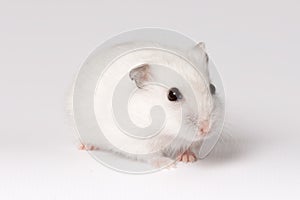 White hamster