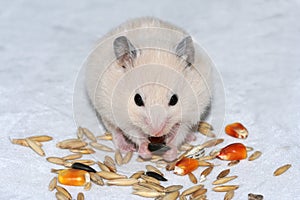 White hamster eating seed