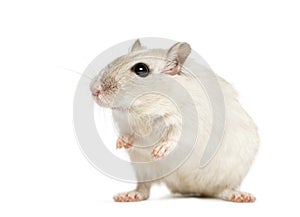 White hamster sitting, isolated