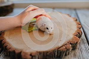 White hamster on the wooden beam