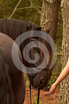 White hand feeding black horse