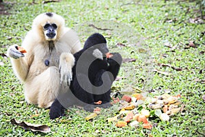 White hand gibbon and black hair eating some fruit on ground