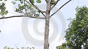 White hand gibbon climbing on tree branch khao yai national park thailand