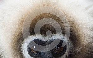 White-handed Gibbon photo