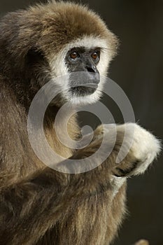 White Handed Gibbon