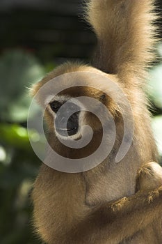 White-handed Gibbon