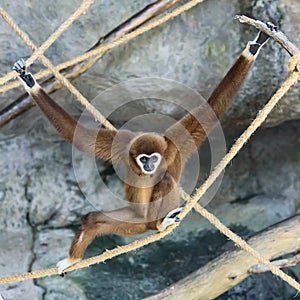 White-handed gibbon