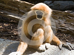 White Handed Gibbon