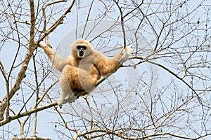 White handed gibbon