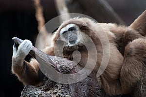 White-handed Gibbon