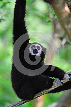 White - Handed Gibbon