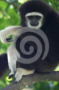 White Handed Gibbon