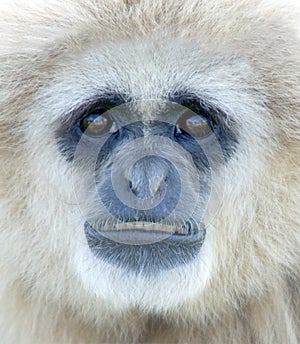 White Handed Gibbon