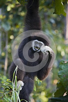 White Handed Gibbon