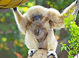 White-Handed Gibbon Ape photo