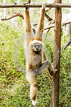 White-handed gibbon in chiangmai zoo chiangmai Thailand