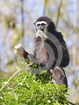 White-handed gibbon eating fruit