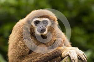 White handed gibbon eye contact