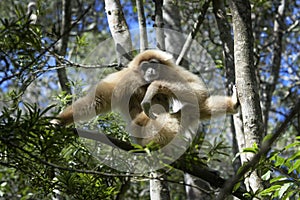 White-handed Gibbon hanging out