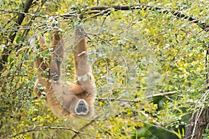 White handed gibbon hanging on tree