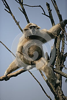 White-handed gibbon, Hylobates lar