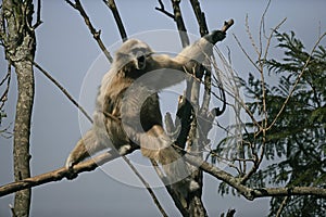 White-handed gibbon, Hylobates lar